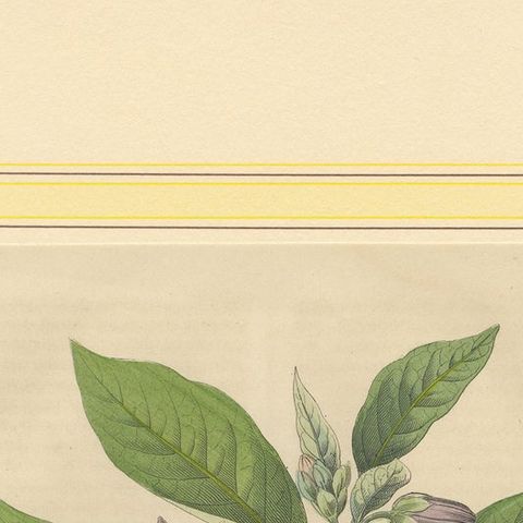 1852 Botanical Lithograph of Atropa Belladonna (Deadly Nightshade), close-up 4