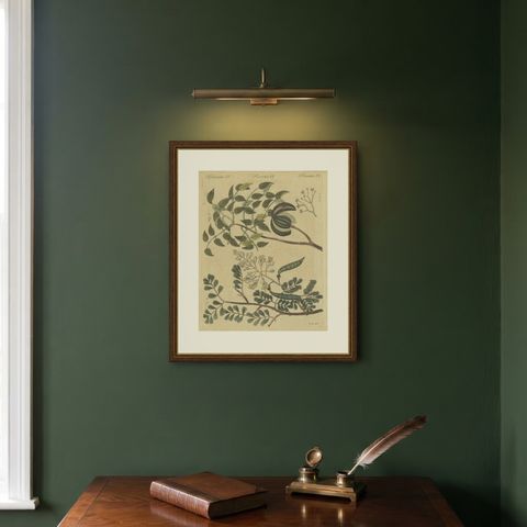 Mahogany Tree and Logwood, Antique Bertuch Print, circa 1805, shown framed on a wall