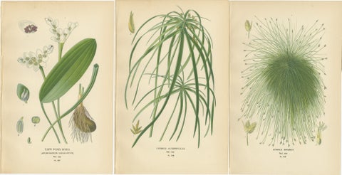 Cape Pondweed, Umbrella Plant & Bulrush, Antique Botanical Prints c.1897, view 2