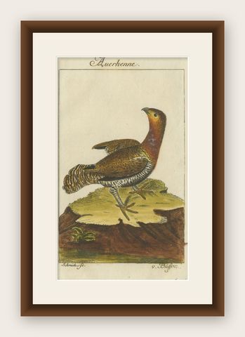Antique Bird Print of a Western Capercaillie or Wood Grouse Hen, shown framed