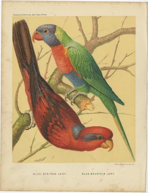 Antique Bird Print of Blue-Streaked Lory and Blue Mountain Lory, ca 1880, view 3