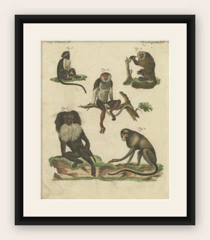 Antique Animal Handcolored Engraving of Various Monkeys by Bertuch, circa 1800, shown framed