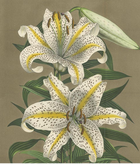 Antique Botany Print of the Lilium Auratum by Van Houtte, 'circa 1862', view 3