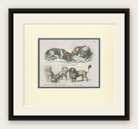 Antique Print of various Dog Breeds by Schinz '1845', shown framed