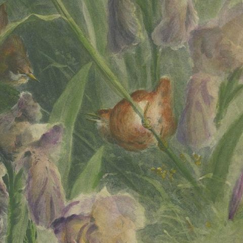 Delicate Irises with Birds - Old Giacomelli Botanical and Ornithological Print, close-up 6