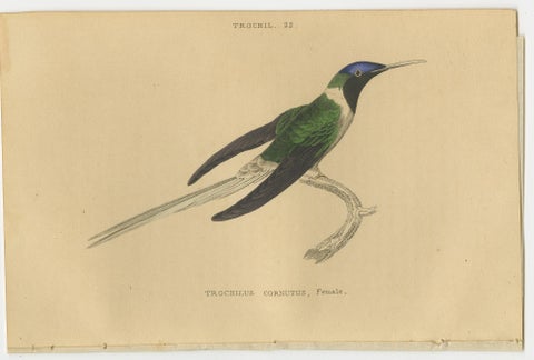Set of 6 Antique Bird Prints, Evening Hummingbird, by Jardine, '1837', view 4