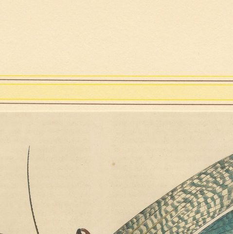 1848 Hand-Coloured Lithograph of the Large Indian Grasshopper, close-up 4