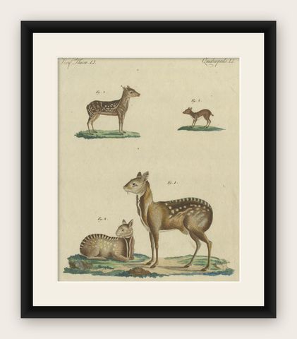 Antique Handcolored Engraving of Chevrotains and Small Deer, c.180, shown framed