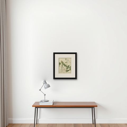 Botanical Illustration of Sonchus Oleraceus or Common Sow Thistle, 1822, shown framed on a wall