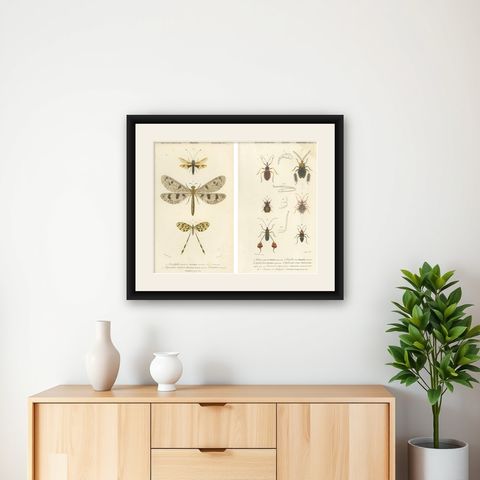 Antique Dragonfly Prints, Neuropteres Plates 3 & 6, Copper Engravings, ca.1800, shown framed on a wall