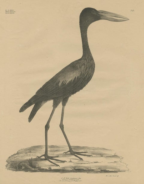Antique Bird Print of the African Openbill by Goldfuss, circa 1824, view 2