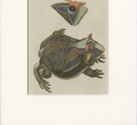 Antique South American Horned Frog Engraving, Bertuch, c. 1807, close-up 6