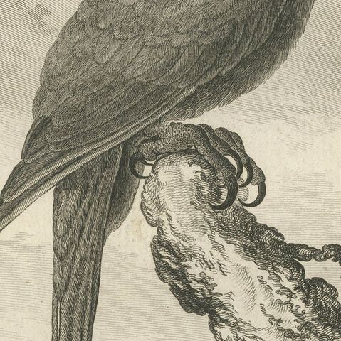 Original Antique Bird Engraving of a Green Macaw, close-up 2