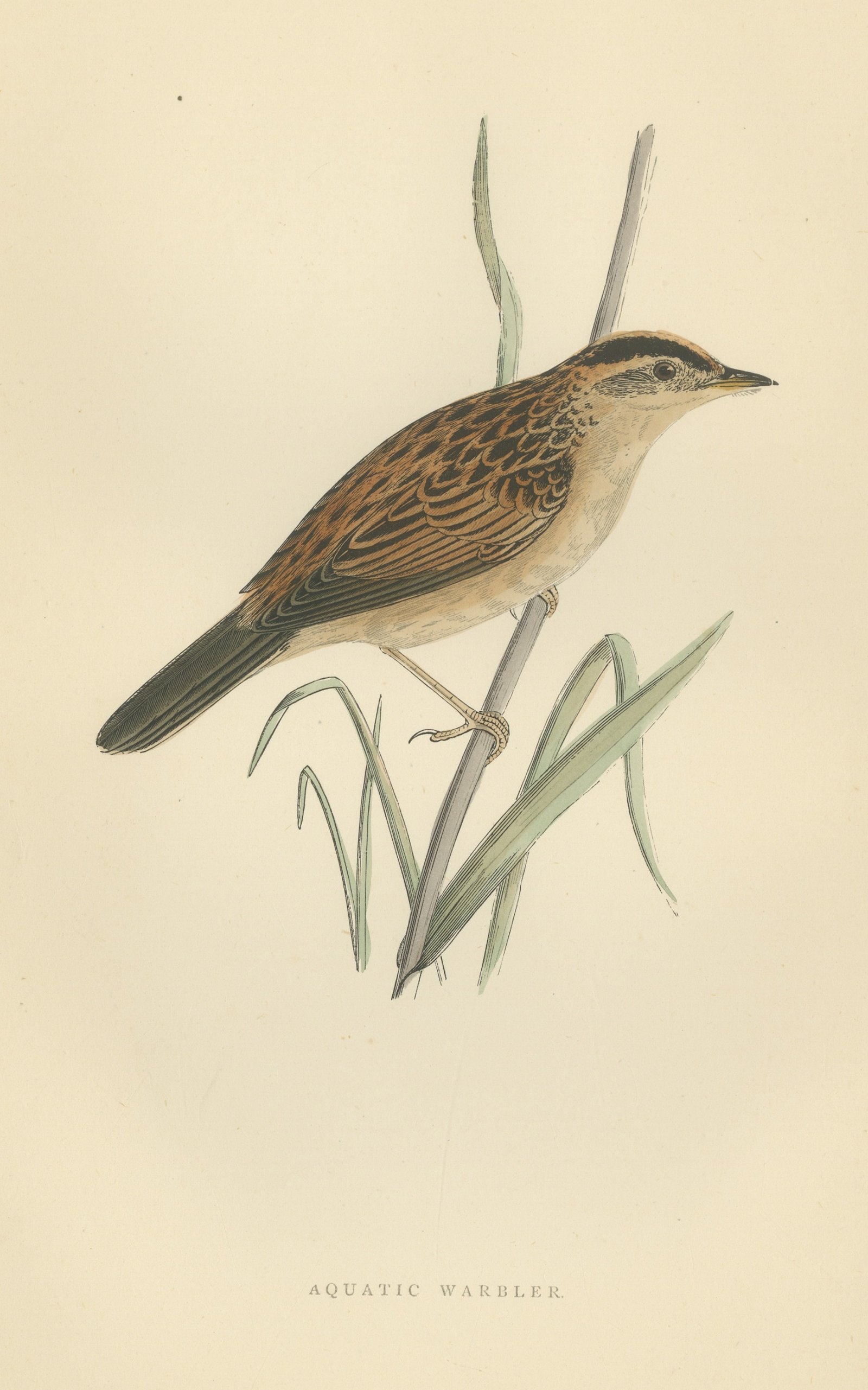 Aquatic Warbler on a Reed Stem, Antique Hand Colored Morris Plate, 1896