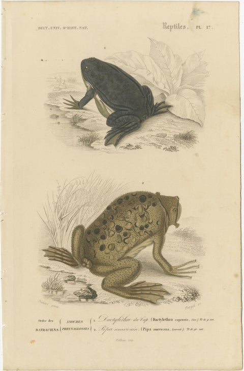 Frog Print of Cape Dactylethra and Surinam Toad, c.1850, by Orbigny, view 2