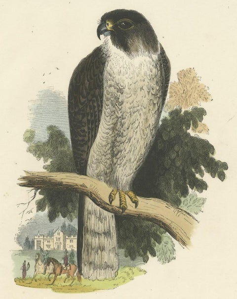 The Peregrine Falcon, Antique Wood Engraving, circa 1860, close-up 2