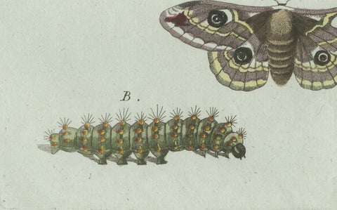 Original Antique Print of Three Moths and Metamorphosis by Bertuch, c. 1800, close-up 5