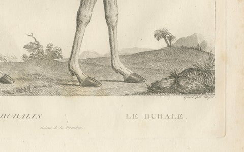 1808 Engraving of Antelope Bubalis by S.C. Miger: Detailed Zoological Study, close-up 2