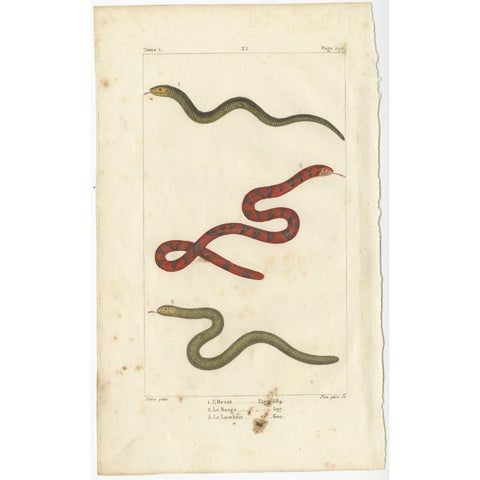 Antique Print of the Anguis Fragilis and Other Reptiles, c.1820, view 2