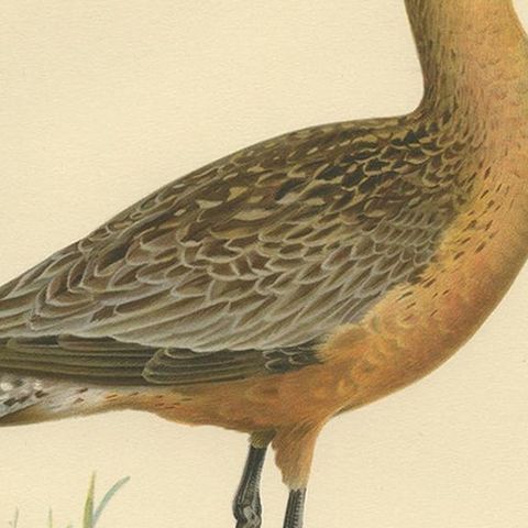 Antique Bird Print of the Bar-Tailed Godwit by Von Wright, 1929, close-up 2