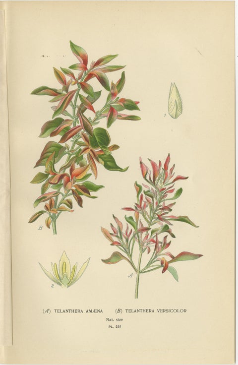 1897 Botanical Compilation, Bloodleaf, Joyweed, and Globe Amaranth, view 3