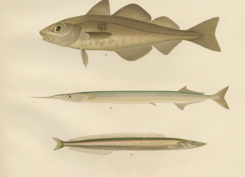 Atlantic Cod, Haddock, Garfish and Sand Eel - Scandinavian Fish Lithograph, 1895, close-up 1