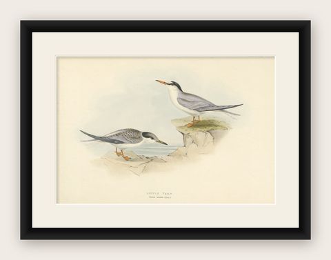 Little Tern, Antique Bird Print by John Gould, Europe Series c.1832, shown framed