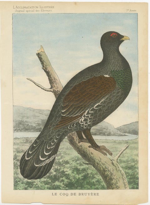 Old Bird Print of a Black Grouse, view 2