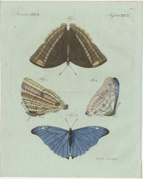 Set of Three Antique Butterfly and Moth Prints by Bertuch, c. 1800, view 2