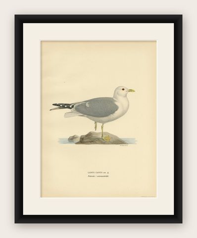 Antique Bird Print of the Common Gull 'Summer' by Von Wright, 1929, shown framed