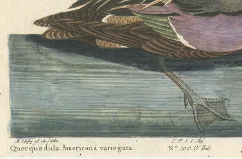 Hand-Colored Engraving of the American Variegated Teal by Seligmann, ca.1770, close-up 2