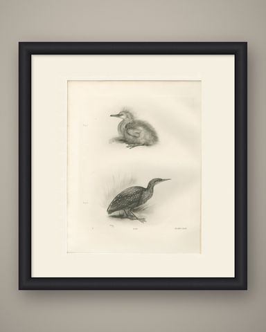 Young Night Heron, Antique Bird Print after Lilian Medland, circa 1909, shown framed