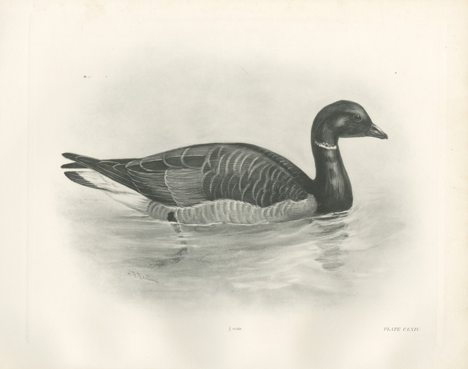 Brent Goose Swimming, Plate CLXIV after Lilian Medland, c. 1909