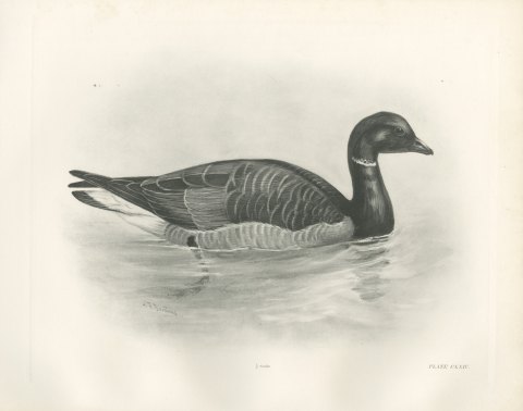 Brent Goose Swimming, Plate CLXIV after Lilian Medland, c. 1909