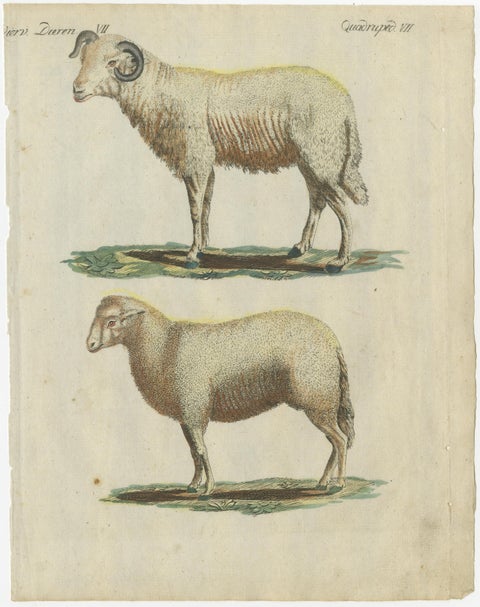 Patina Rich Hand Colored Antique Print of a Sheep and Ram, circa 1820, view 2