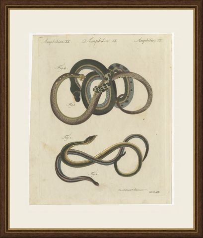 Four Snakes in Colourful Coils, Antique Bertuch Print, Vienna, circa 1805, shown framed