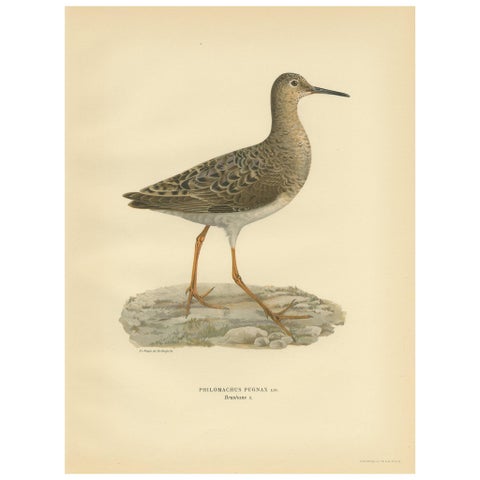 Philomachus Pugnax Antique Bird Print, 1929, Detailed Ornithology Art of a Ruff