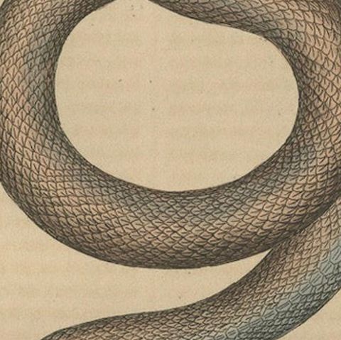 Aquatic Ambush: Hand-Colored Engraving of The Tentacled Snake, 1845, close-up 4