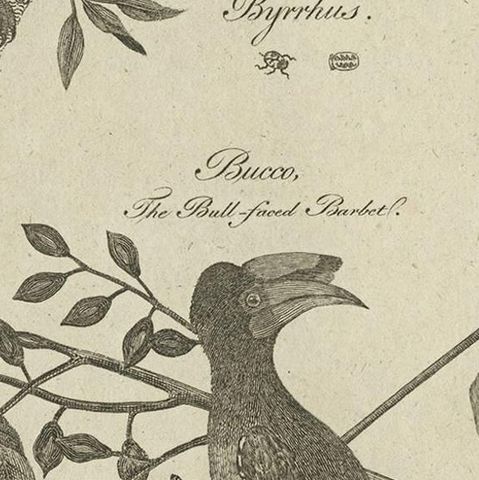 Antique Bird Prints: African Beef-Eater, Pied Hornbill and the Bull-Faced Barbet, close-up 2
