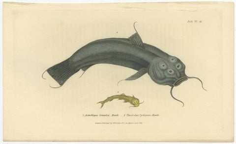 Antique Print with Hand Coloring of Catfish species, view 2