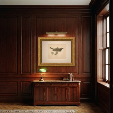 Black Throated Thrush with Leaves, Antique Hand Colored Print, 1896, shown framed in a room