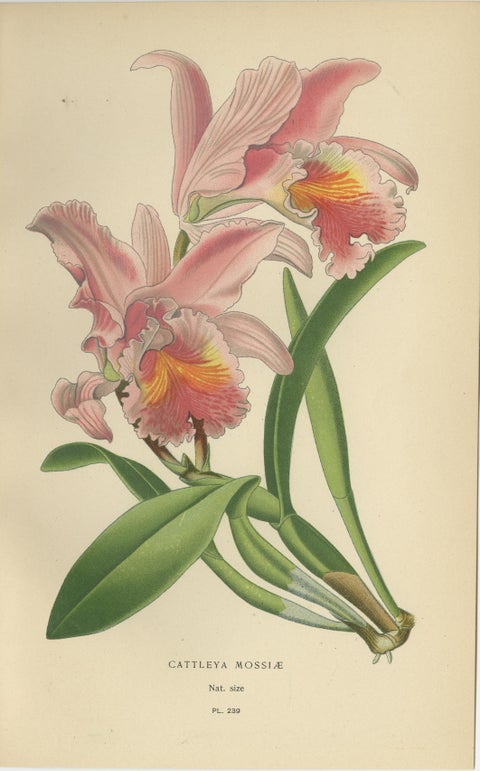 Set of 3 antique orchid lithographs, Dendrobium & Cattleya species, 1897, view 4