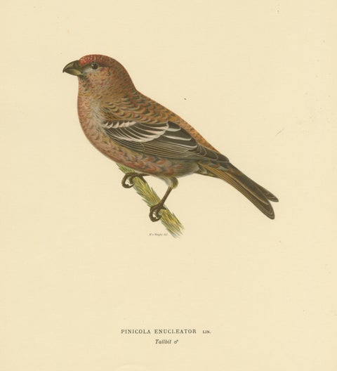 Perched Elegance: A 19th Century Lithograph of the Pine Grosbeak Bird, 1929, view 3