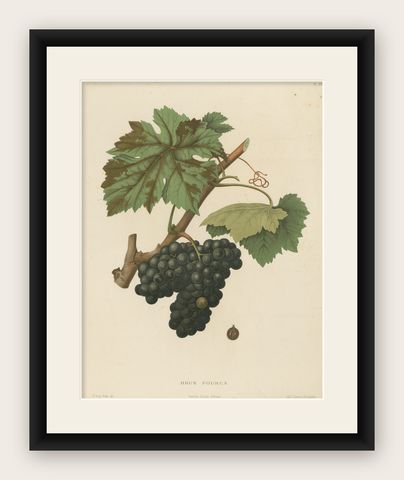 Rare Original Antique Lithograph of the Brun Fourca Grape Variety, 1890, shown framed