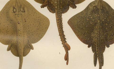 Rare Lithograph of Thornback and Starry Rays from Pisces Scandinaviae, 1895, close-up 1