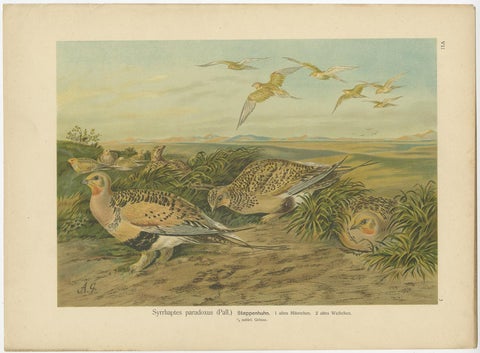 Set of 6 Antique Ornithology Chromolithographs, Arctic & European Birds, c.1890, view 7