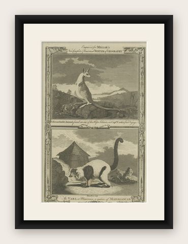 Antique Engravings of an Australian Kangaroo and a Vari of Madagascar, c.1780, shown framed