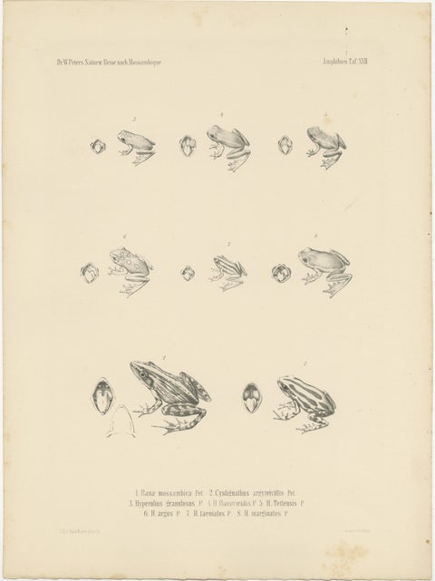 Frog Species of Mozambique: An Antique Naturalist's Journey, view 3