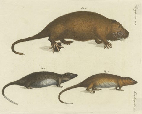 Original Antique Print of Hydromys Species, a Genus of Semiaquatic Rodents, close-up 3