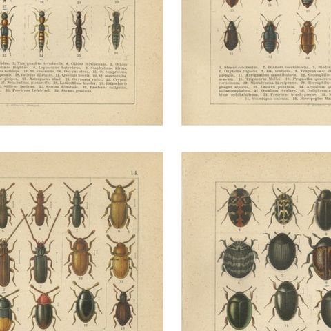 Museum Style Beetle Specimen Plates, Victorian Entomology Prints, Set of 8, close-up 2